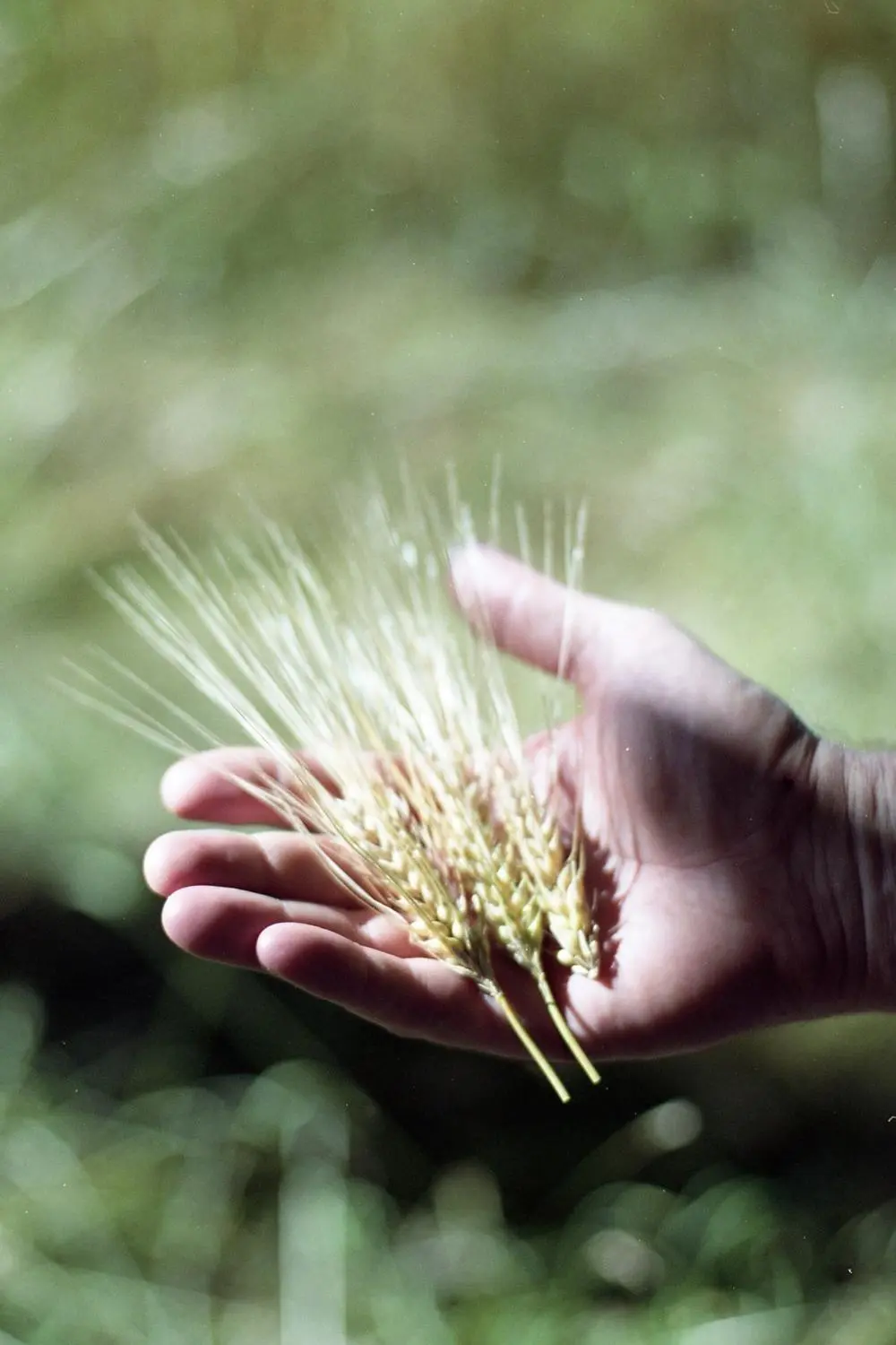 Gerste in der Hand